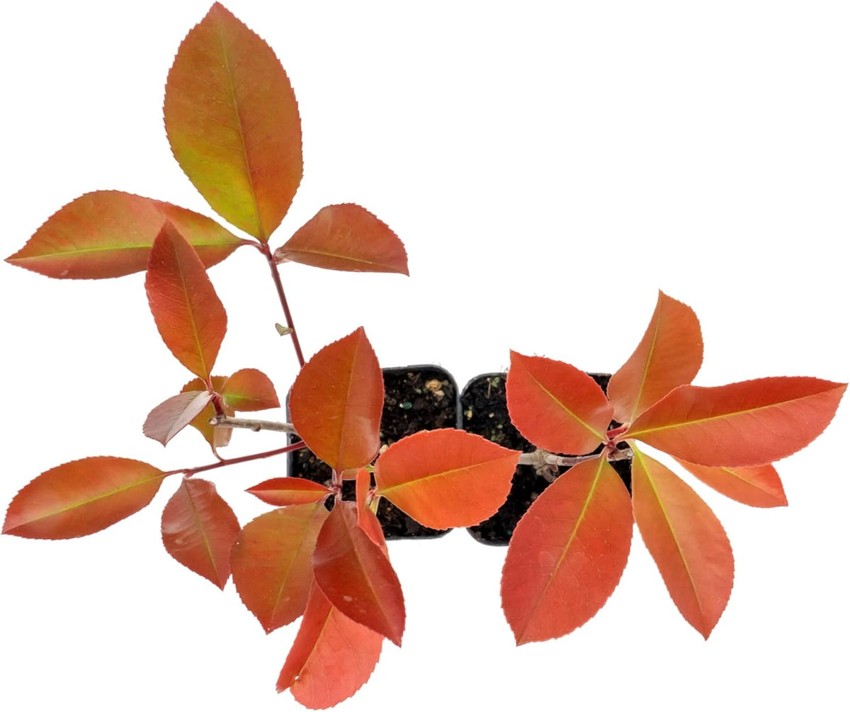 2 Red Tip Photinia/Photinia x Fraseri, Thriving in Extra Deep Nursery Cubes