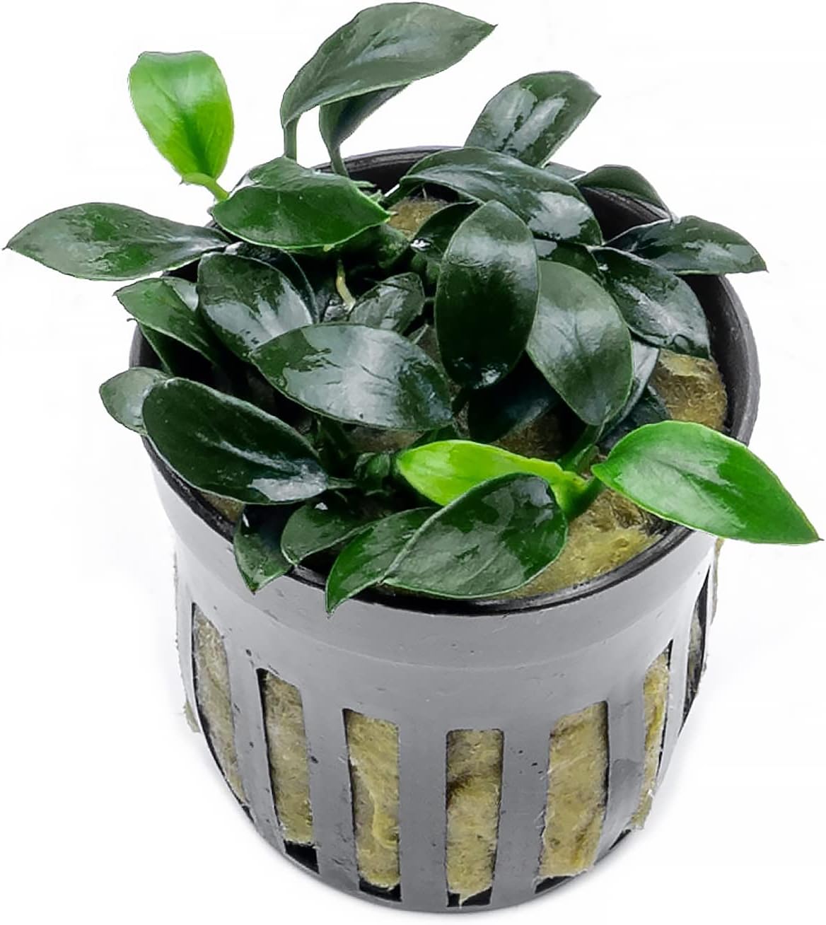 SubstrateSource Anubias Live Aquarium Plants - Potted Freshwater Plant for Fish Tanks, Terrariums