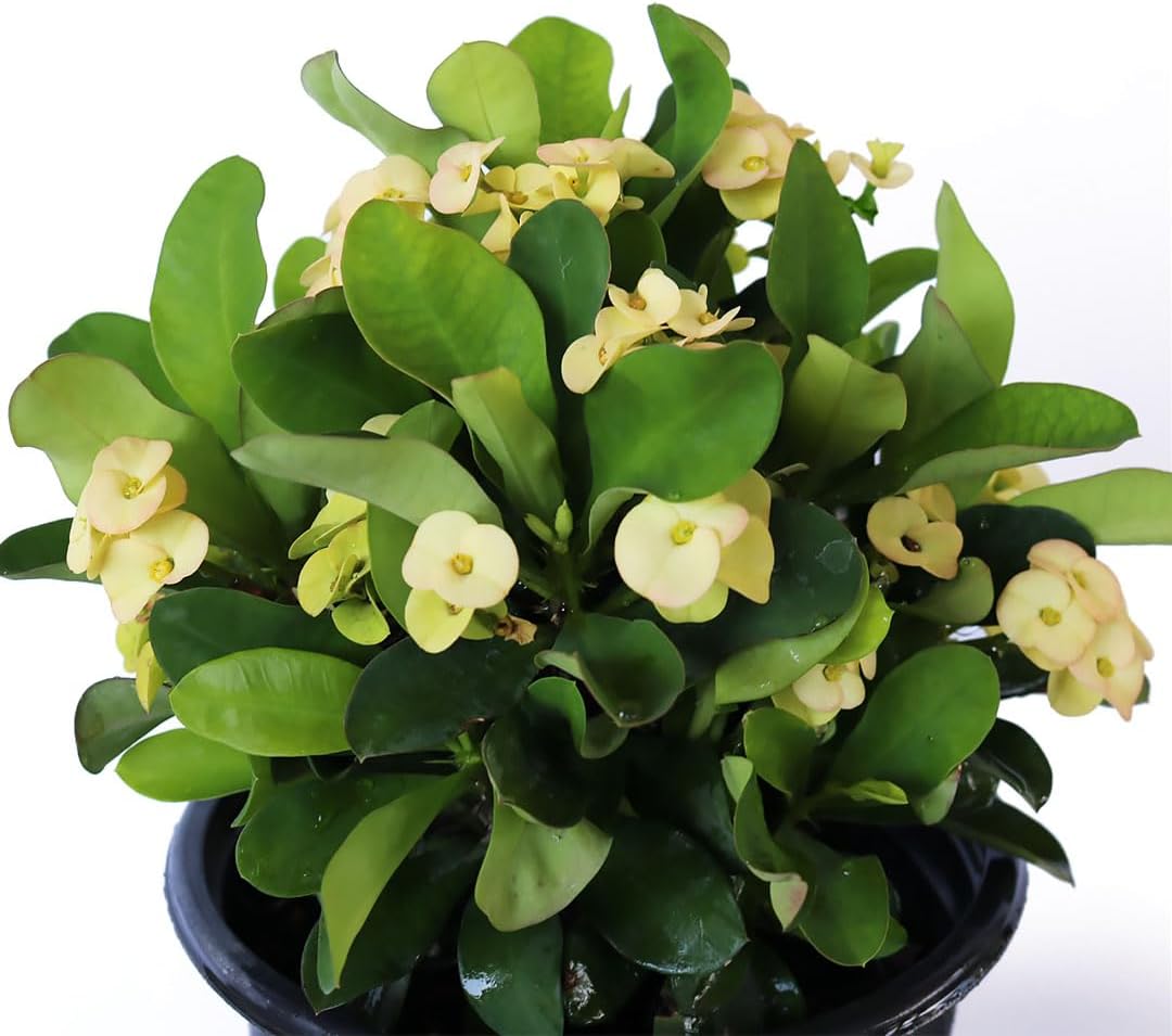 American Plant Exchange Live Crown of Thorns 'Yellow' – 6-Inch Pot – Flowering Succulent with Thick