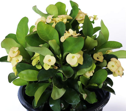 American Plant Exchange Live Crown of Thorns 'Yellow' – 6-Inch Pot – Flowering Succulent with Thick