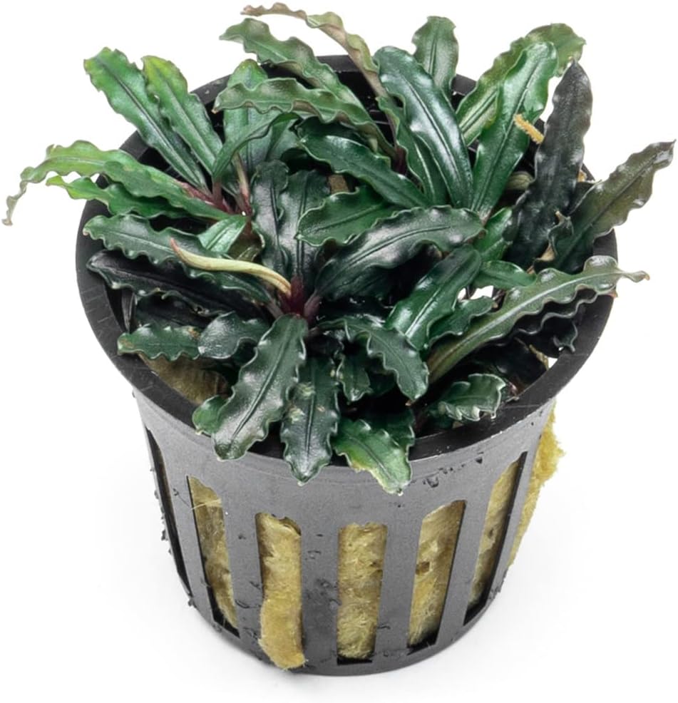 SubstrateSource Bucephalandra Red Blade Potted Live Aquarium Plant - Natural Freshwater Fish Tank