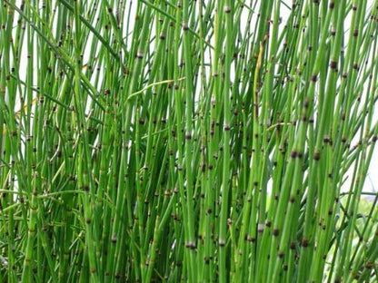2 Horsetail Grass in 4 Inch Pots (2 Four Inch Pots with The Grass 3-6 Canes) in Each Pot