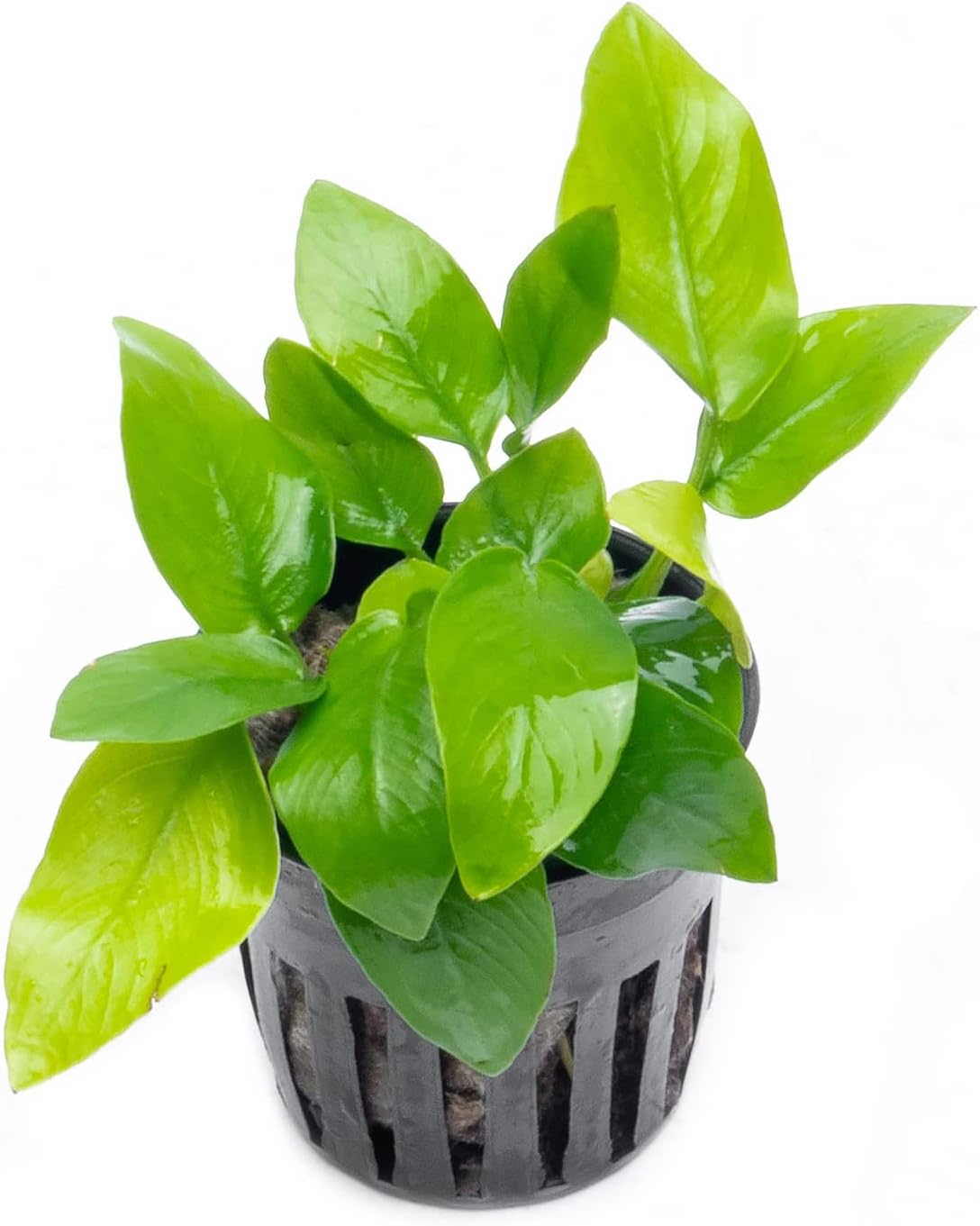 SubstrateSource Anubias Live Aquarium Plants - Potted Freshwater Plant for Fish Tanks, Terrariums