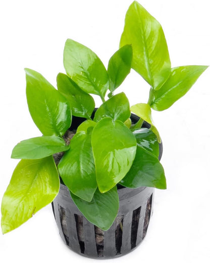 SubstrateSource Anubias Live Aquarium Plants - Potted Freshwater Plant for Fish Tanks, Terrariums