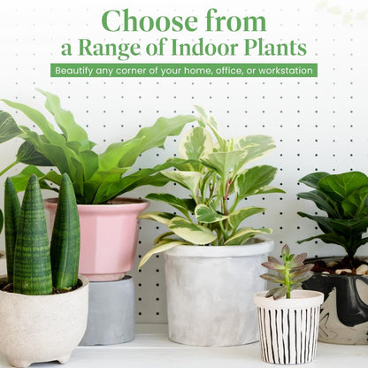 American Plant Exchange Kimberly Queen Fern – 6-Inch Pot – Live Hardy Upright Fern Houseplant, Easy