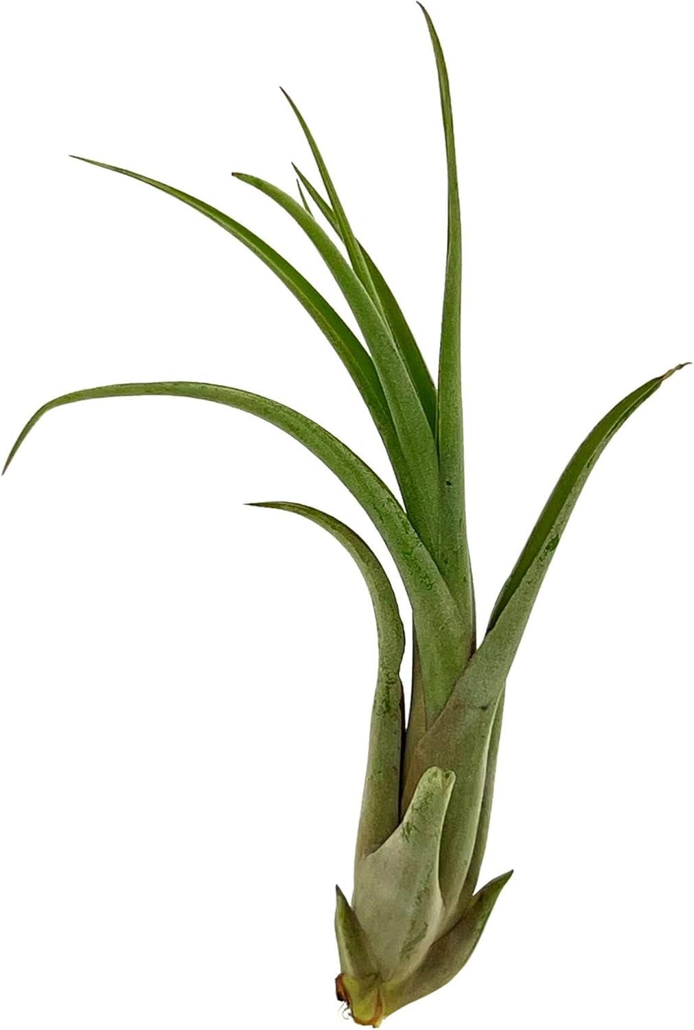 ragnaroc Live Air Plant – Tillandsia Capiput, Jumbo 6-9” - 2 ct - Live Arrival Guaranteed - House