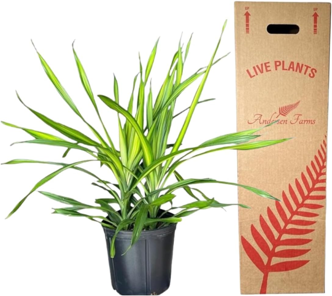 Dracaena Rikki – Live Tropical Plant in 10-Inch Grower Pot | Indoor & Outdoor Use