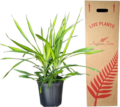 Dracaena Rikki – Live Tropical Plant in 10-Inch Grower Pot | Indoor & Outdoor Use