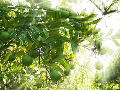 Father's Day Live Persian Lime Tree Gift, Dwarf Citrus Tree, Easy to Grow, Indoor/Outdoor, Unique