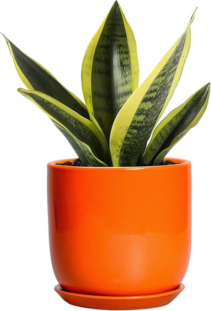 5 Inch Plant Pot - Ceramic Planter for Succulent Cactus Herbs Indoor Plants, Modern Round Flower