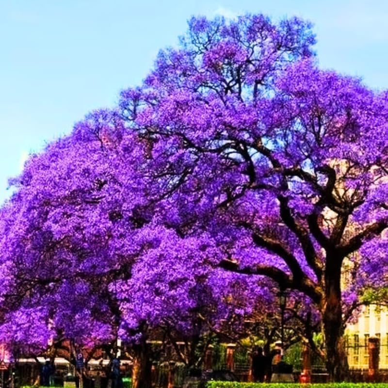 Jacaranda Tree Live Plant, 4 Inch Pot, 6-10 Inch Tall Purple Flowers, Perennial Jacaranda Tree Live