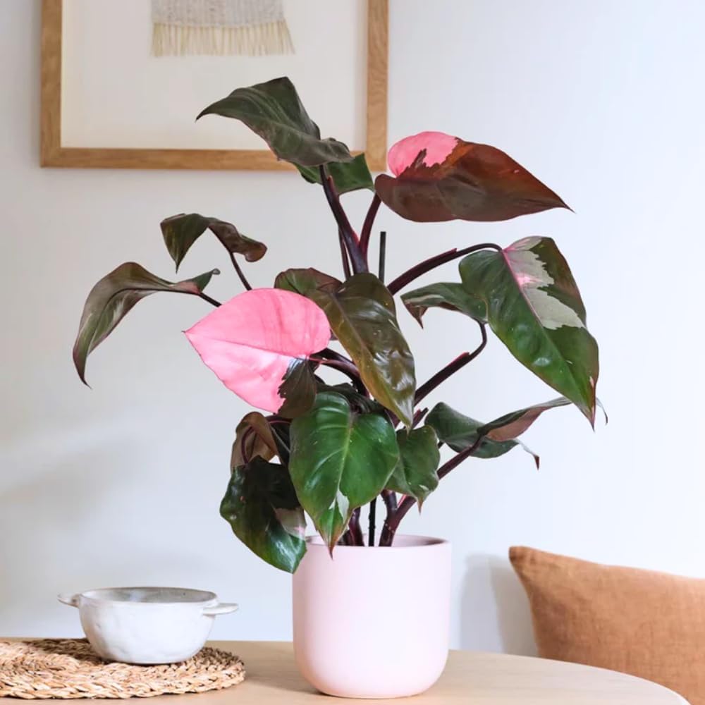 2 Philodendron Live Plant 5-9" Tall, Rare Tropical Indoor Houseplant Home Garden (Mix Rare