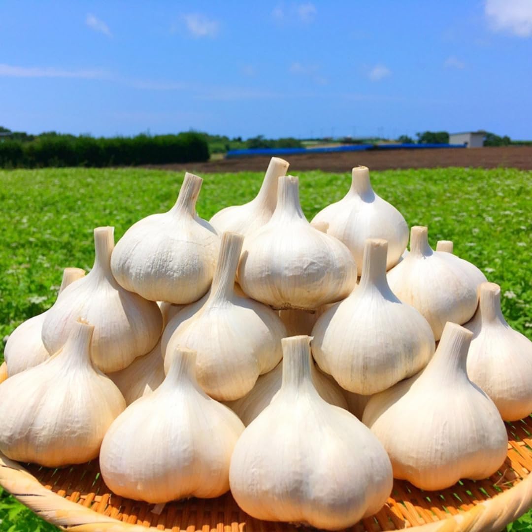 1 Pound Hard Neck Garlic for Planting in Fall, Music Garlic Bulb for Planting, Fresh and High