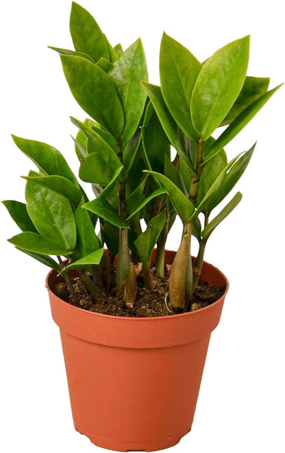 Zamioculcas Zamiifolia ZZ Live Plant for Indoor | Different Houseplants in 4'' & 6'' Pot | Real