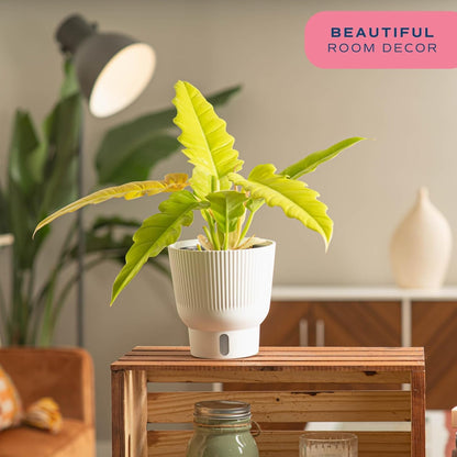 Costa Farms Philodendron Golden Crocodile, Rare Unique Live Indoor Plant in 6-Inch Self-Watering