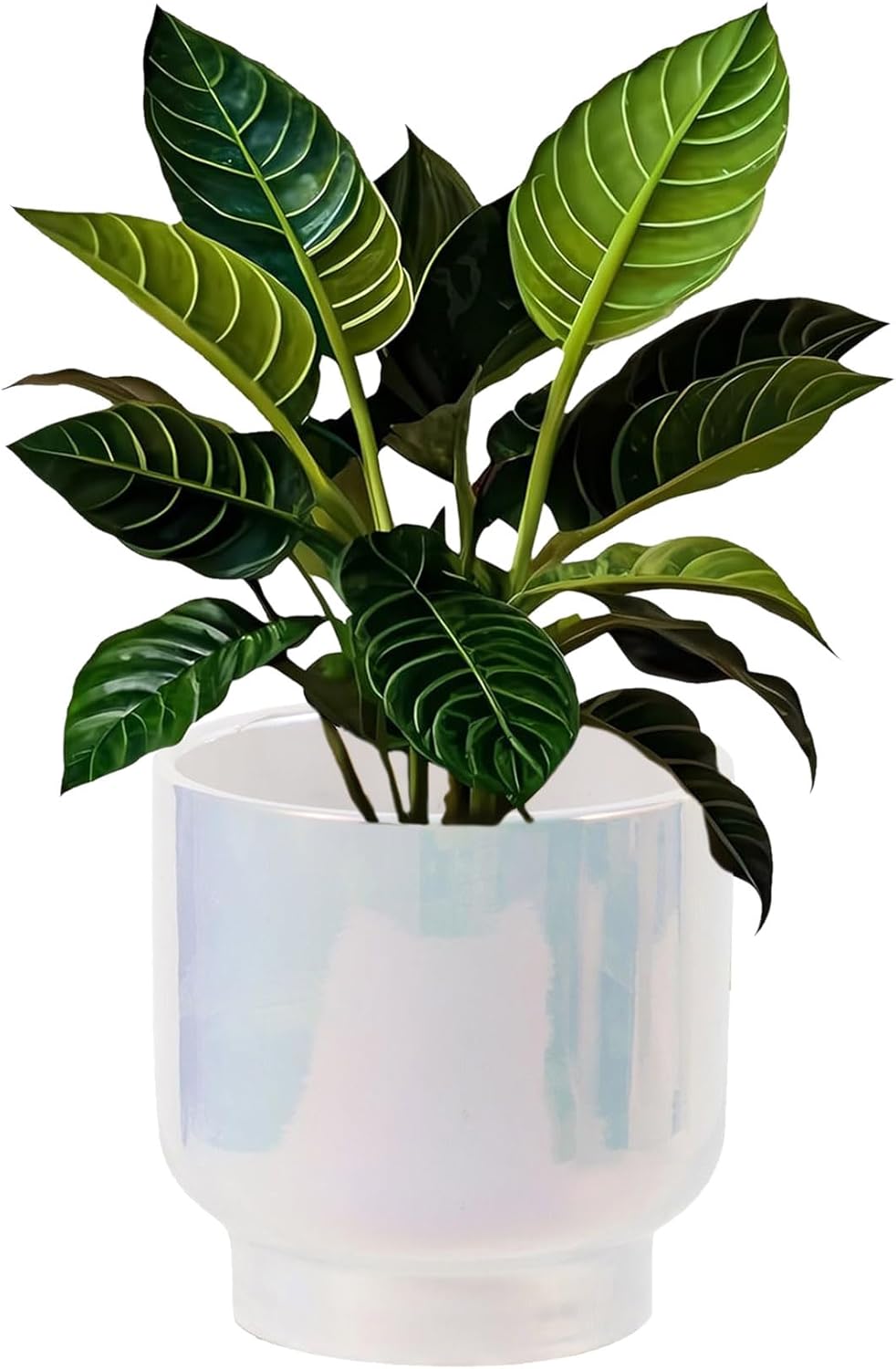 LB Blue White Ceramic Planters for Indoor Plants, Succulent Plant Pots Ceramic Plant Pot, Modern