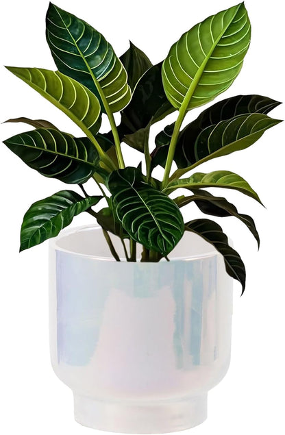 LB Blue White Ceramic Planters for Indoor Plants, Succulent Plant Pots Ceramic Plant Pot, Modern