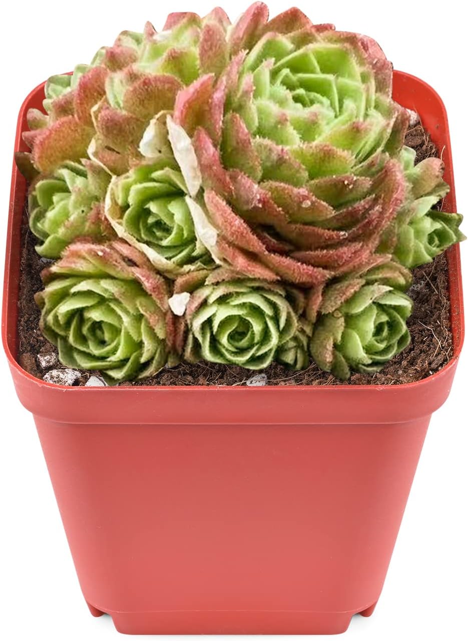 Sprout N Green Rosularia platyphylla, 1 Live Succulent Plant Fully Rooted in 2" Pot, House Plant