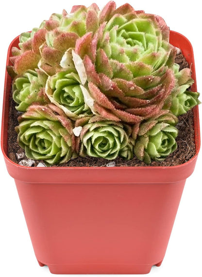 Sprout N Green Rosularia platyphylla, 1 Live Succulent Plant Fully Rooted in 2" Pot, House Plant
