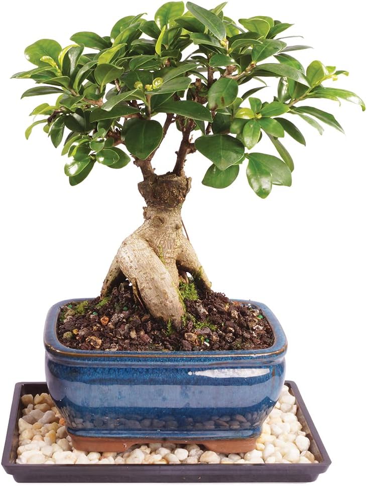 Brussel's Bonsai Live Ginseng Grafted Ficus Indoor Bonsai Tree - Small, 4 Years, 6 to 8 In - Live