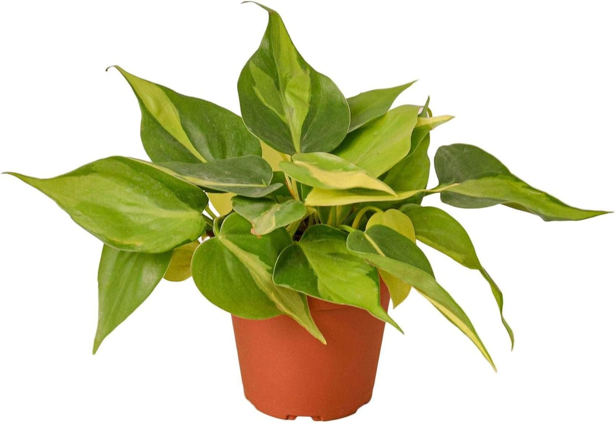 Philodendron Hederaceum Brasil Live Plant for Indoor | Different Houseplants in 3'' Pot | Real