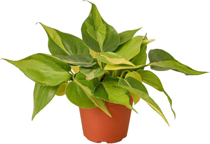 Philodendron Hederaceum Brasil Live Plant for Indoor | Different Houseplants in 3'' Pot | Real