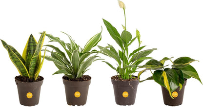 Costa Farms Live Plants (Pack of 4), Easy to Grow Live Indoor Houseplants in 3.8-Inch Plant Pots