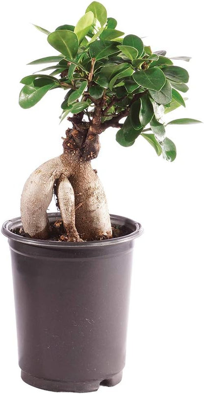 Brussel's Bonsai Live Gensing Grafted Ficus Indoor Bonsai Tree-4 Years Old 6" to 8" Tall with