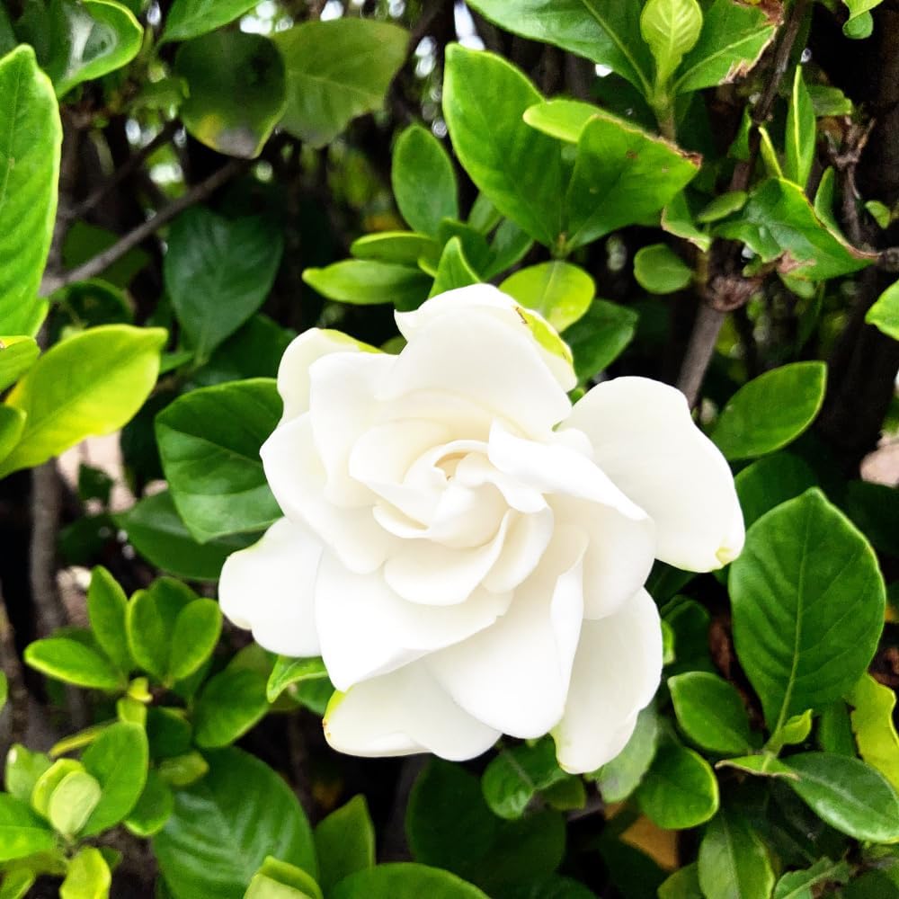 Jasmine Plant, Fragrant Jasmine Flower Vine 4-8 Inches Well Rooted for Container, Hanging Basket