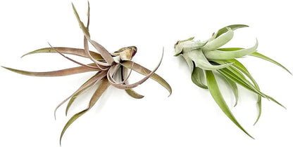 ragnaroc Air Plants - Tillandsia Capitata (Peach), Large 5-7” - 2 ct - Live Arrival Guaranteed