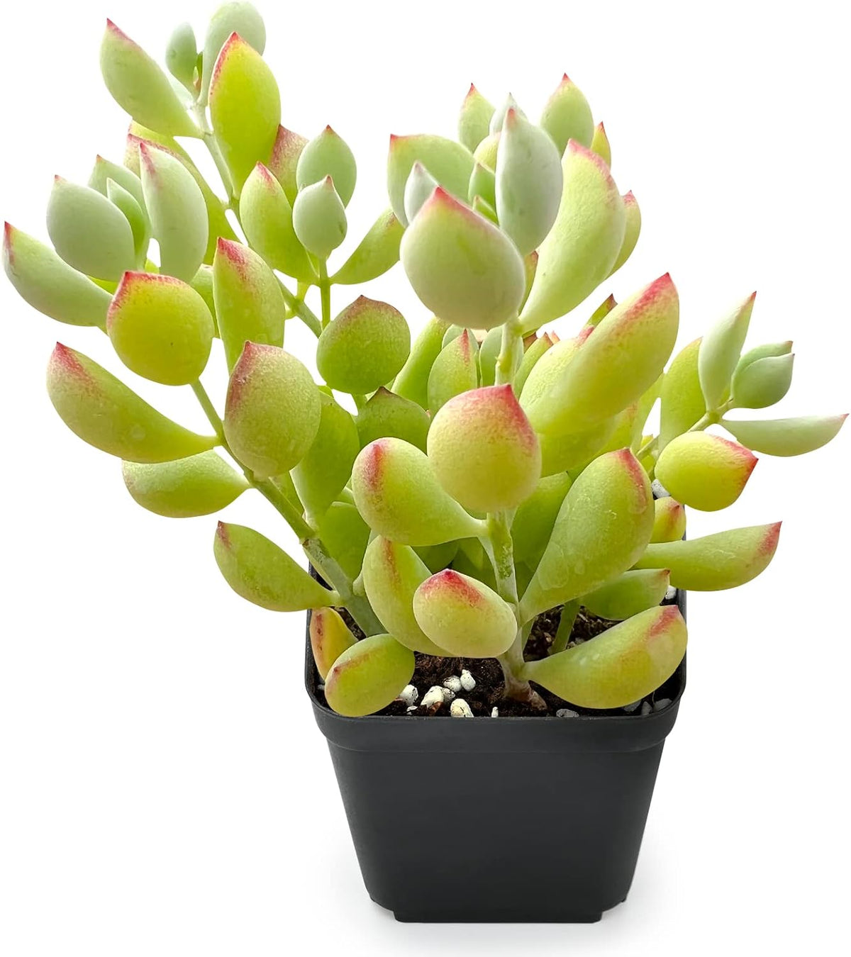 Sprout N Green Cotyledon Pendens, 1 Live Mini Succulent Plant Fully Rooted in 2in Pot, Real House