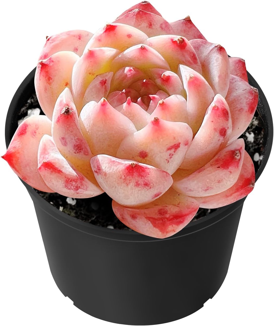 Sprout N Green Echeveria 'Red Velvet', Rare Live Succulent Plant Fully Rooted in 2" Planter with