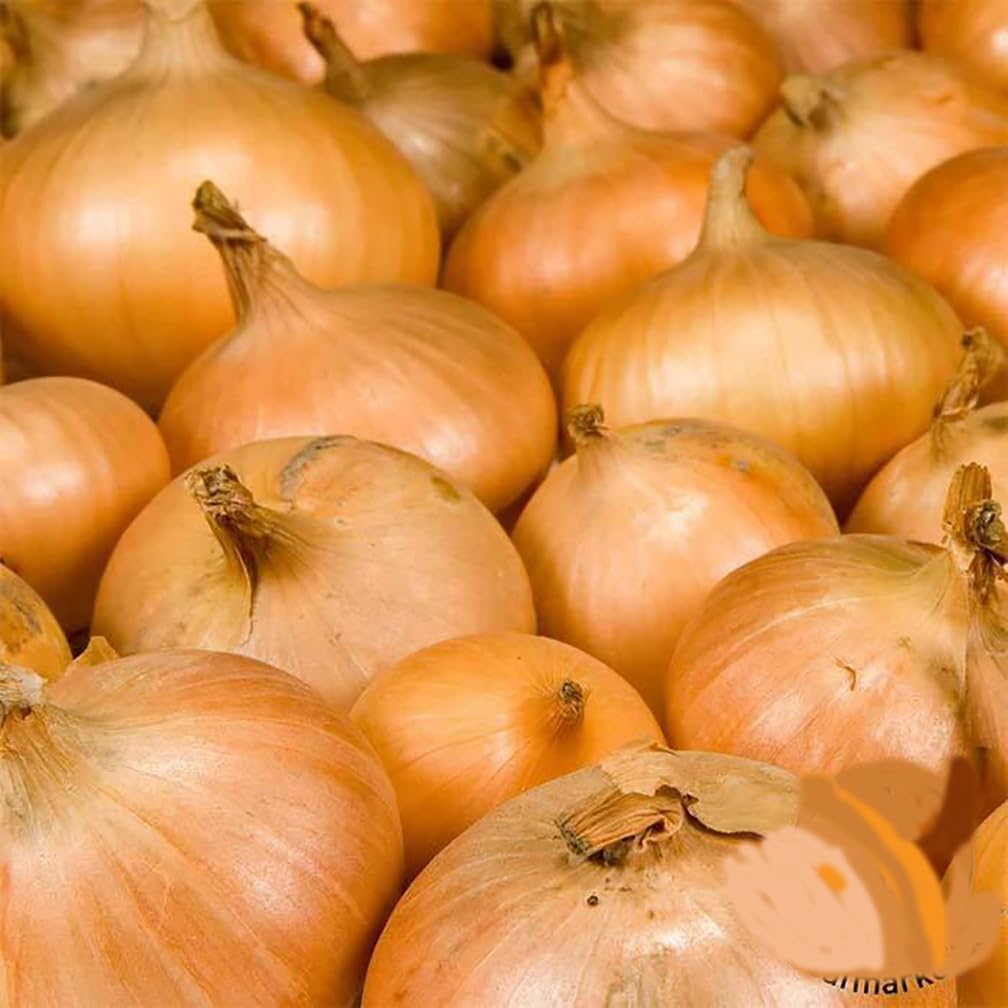 Walla Walla Onion Seeds - 100 Seeds