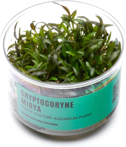 Ultum Nature Systems Cryptocoryne Mioya Tissue Culture Live Plant for Aquarium, Aquascape