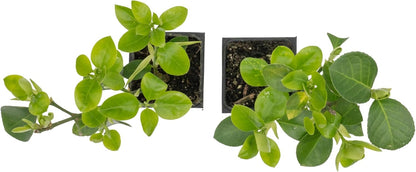 2 Live Manhattan Euonymus Plants (Euonymus Kiautschovicus ‘Manhattan’) – Evergreen Shrub for
