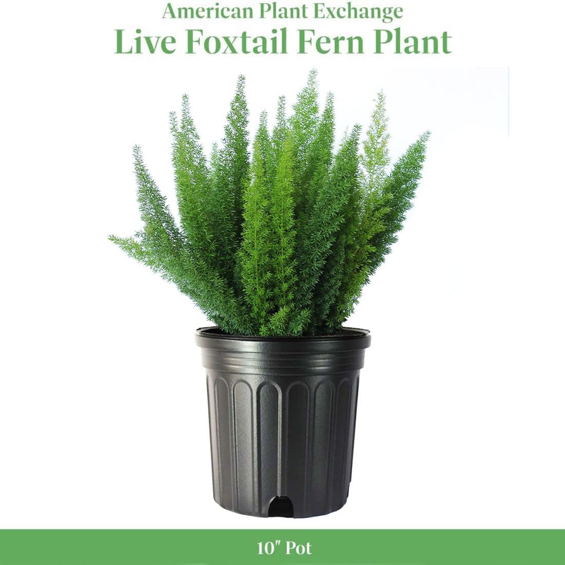 American Plant Exchange Live Foxtail Fern Plant, Plant Pot for Home and Garden Decor, 10" Pot