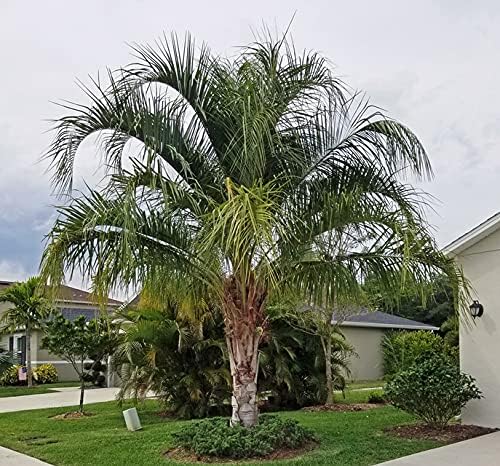 Mule Palm - Live Plant in a 3 Gallon Growers Pot - Xbutiagrus Nabonnandii - Rare Ornamental Palms
