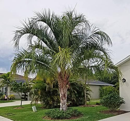 Mule Palm - Live Plant in a 3 Gallon Growers Pot - Xbutiagrus Nabonnandii - Rare Ornamental Palms