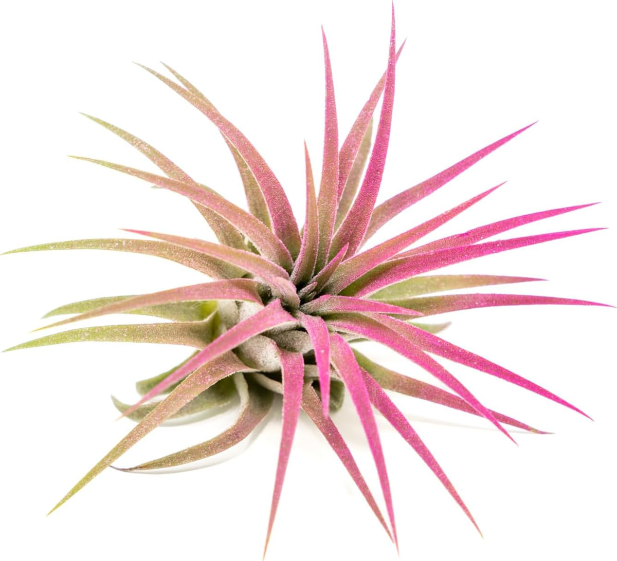 Fuchsia Colorful Tillandsia Air Plants - Long Lasting Color Enhanced Live Tillandsia Succulent
