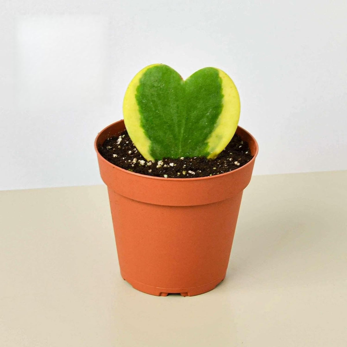 Hoya Sweetheart Variegated Live Plant for Indoor | Different Houseplants in 3'' Pot | Real House