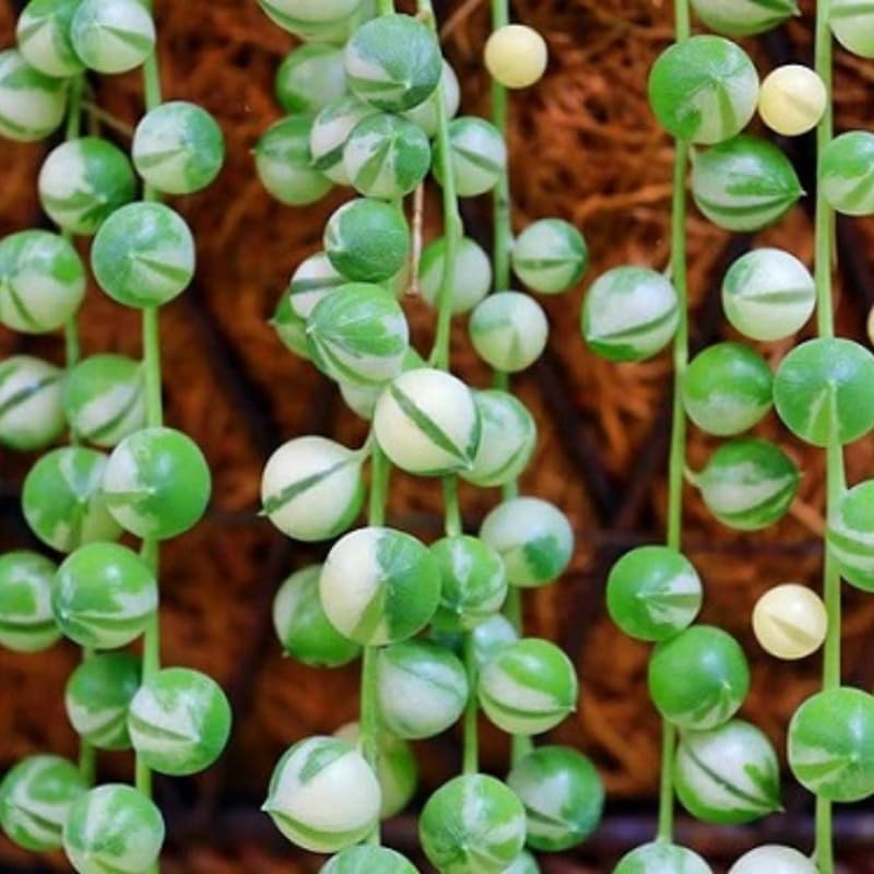 Variegated String of Pearls Plant Live, Trailing Succulent Vine, Rare Live Indoor Plant in Pot