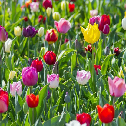 Peony-Style Double Bloom Tulips-10 Bulbs–Red, Pink, White, Yellow & Orange Premium Flowers | Late