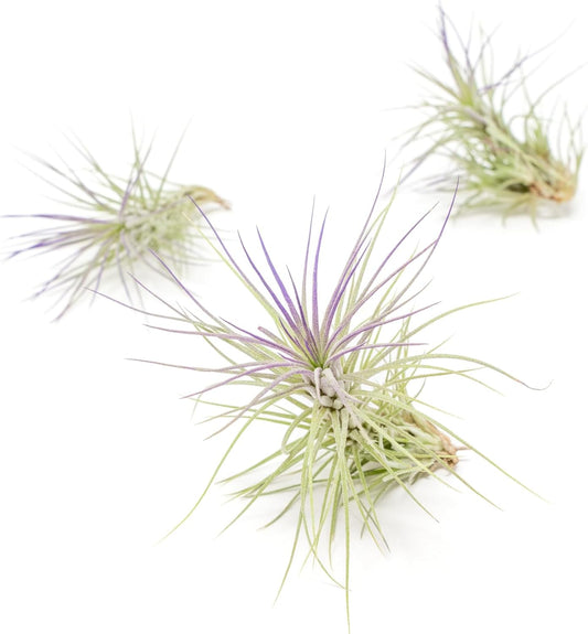Purple Colorful Tillandsia Air Plants - Long Lasting Color Enhanced Live Tillandsia Succulent House