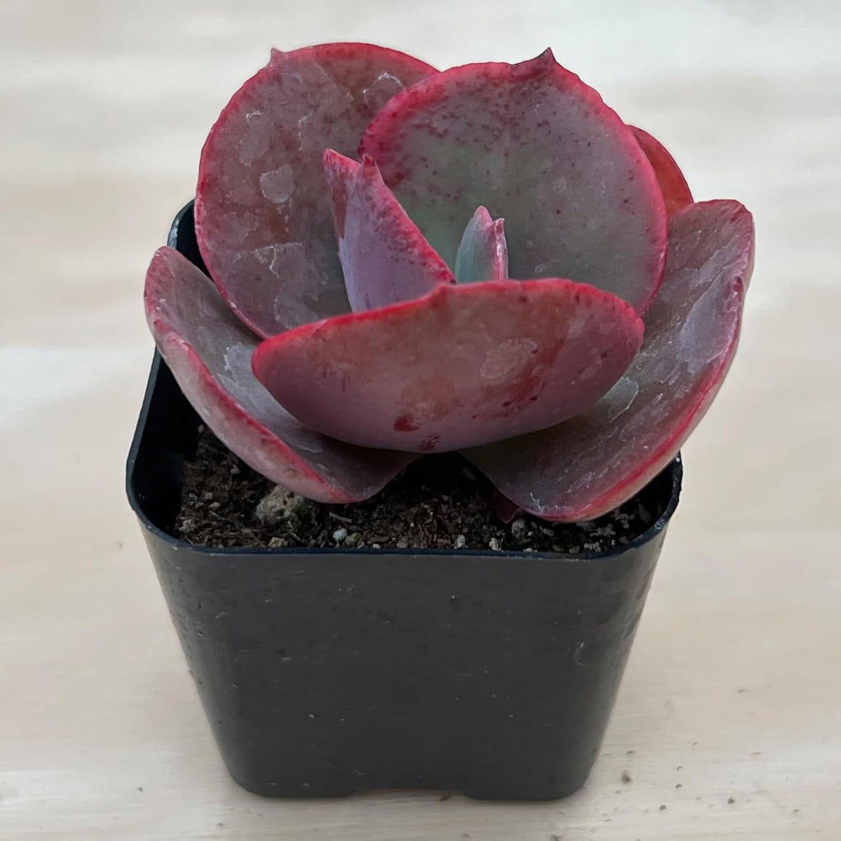 Sprout N Green Echeveria Big Red, Live Succulent Plant Fully Rooted in 2" Pots with Soil Mix, Real