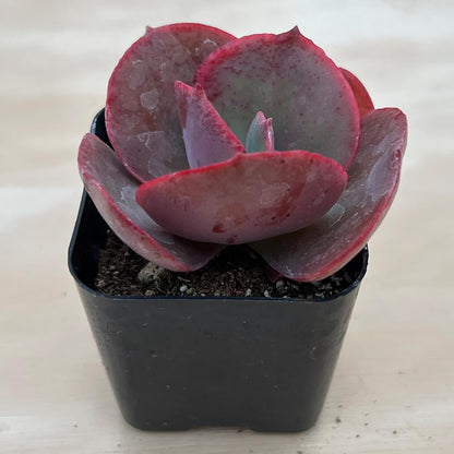 Sprout N Green Echeveria Big Red, Live Succulent Plant Fully Rooted in 2" Pots with Soil Mix, Real