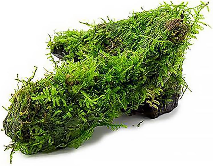 SubstrateSource Live Planted Decor - Christmas Moss (Vesicularia montagnei) on Driftwood - Low