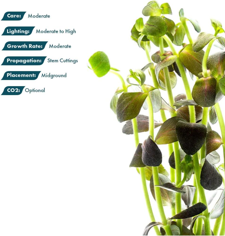 SubstrateSource Live Plant - Purple Bacopa (Bacopa salzmannii) - Moderate Care, Moderate to High