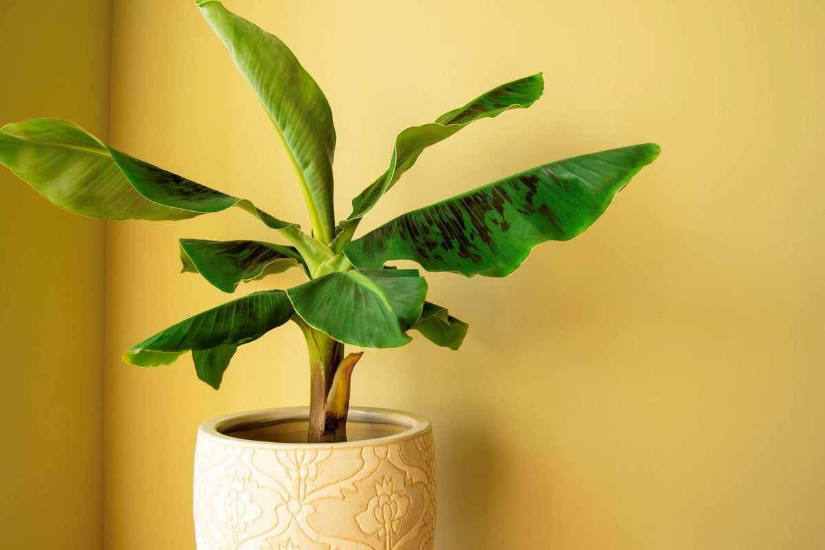 Gardenera Organic Banana Tree Soil Mix - Specially Designed for Thriving Banana Plants