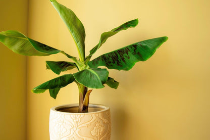 Gardenera Organic Banana Tree Soil Mix - Specially Designed for Thriving Banana Plants