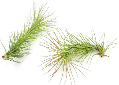 ragnaroc Air Plants - Tillandsia Funckiana, Large 5" - 1ct - Live Arrival Guaranteed - House Plants